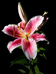 Photo sur Plexiglas Nénuphars lily flower