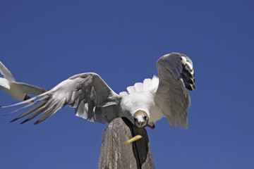 Lachmöwe, Larus ridibundus - Black-headed gull in Europe