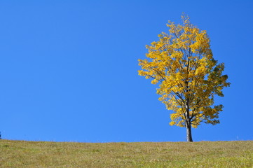Autumn season