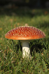 Toadstool or fly agaric mushroom in the grass