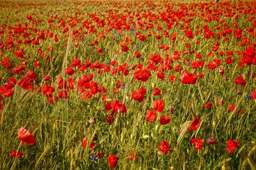 poppies field