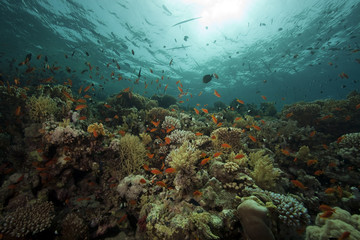 Naklejka na ściany i meble underwater scenery at Yolanda reef