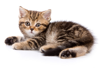 British kittens on white backgrounds