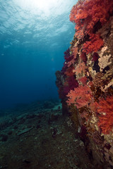 cargo of the Yolanda wreck