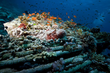 Fototapeta na wymiar scorpionfish on cargo of the Yolanda wreck
