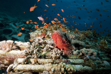 scorpionfish on cargo of the Yolanda wreck