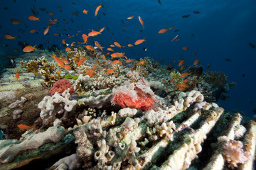 Fototapeta na wymiar scorpionfish on cargo of the Yolanda wreck