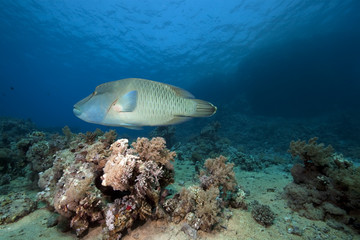 napoleon wrasse and ocean