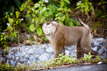 male macaque