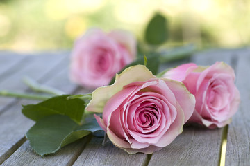 Beautiful roses with leaves