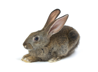 Happy New Year of rabbit