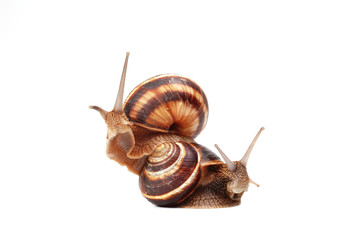 two snails