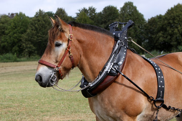 Fototapeta premium Ardenner