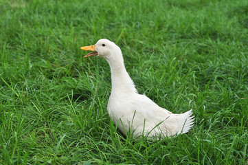 White Duck on grass