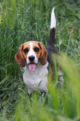 Beagle in einem Kornfeld