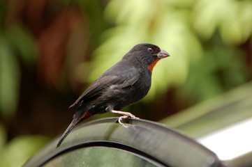 Le rouge gorge