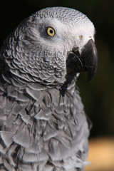 Graupapagei