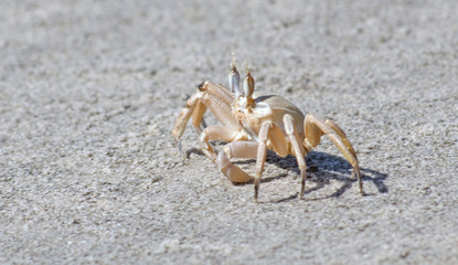 closeup of a crab on a beach sand