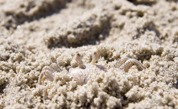 closeup of a crab hiding inside a sandy beach