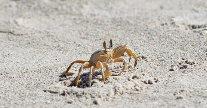 closeup of a crab on a beach sand