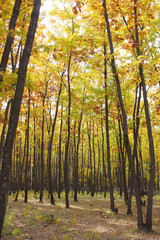 Beautiful autumn time