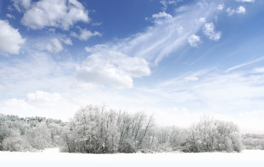 A winter forest panorama with sky, trees and snow