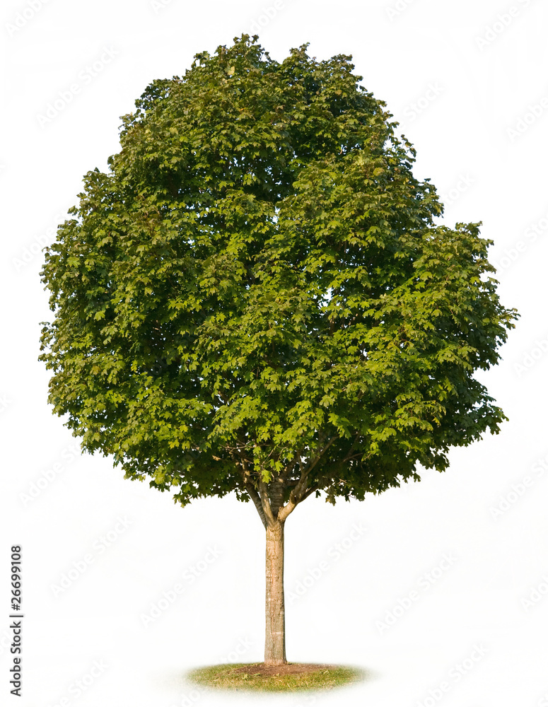 Wall mural maple tree isolated