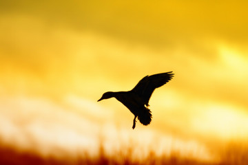 Duck landing in silhouette