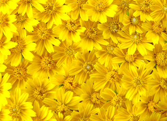 yellow daisy background