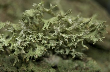 Mąkla tarniowa Evernia prunastri © Gucio_55
