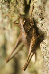 Podkrzewin szary Pholidoptera griseoaptera © Gucio_55