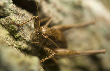 Podkrzewin szary Pholidoptera griseoaptera © Gucio_55