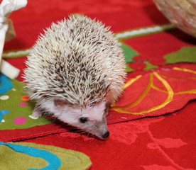 Hedgehog exploring dining table
