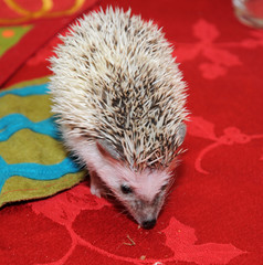 Hedgehog exploring dining table