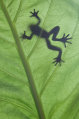 a frog stay on leaf in backlight condition