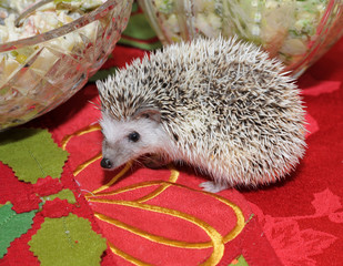Hedgehog on a dining table