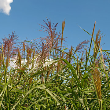 Silberfahnengras - Miscanthus sacchariflorus