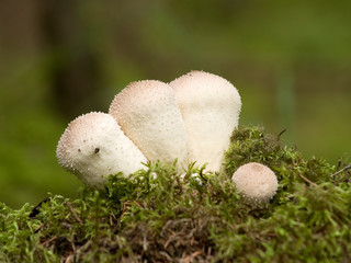 puffballs