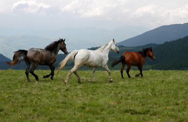 Wild horses in Romanian mountain Rodna.