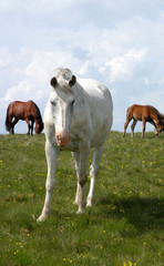 Obraz na płótnie Canvas Wild horses in Romanian mountain Rodna.