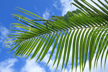 palmes de palmiste sur fond de ciel