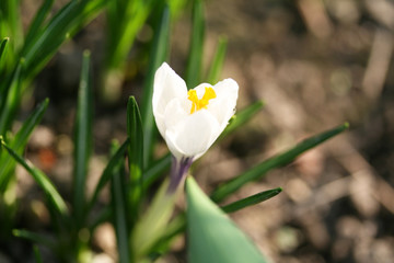 Obraz premium White crocus