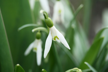 Snowdrops