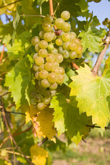 Fototapeta premium bunch of ripe grapes on grapevine right before harvest