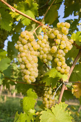 bunch of ripe grapes on grapevine right before harvest