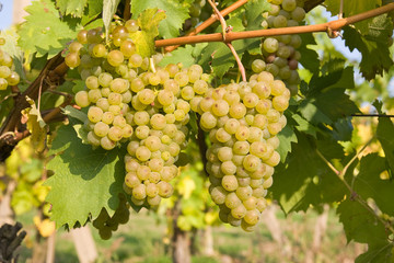 bunch of ripe grapes on grapevine right before harvest