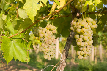 bunch of ripe grapes on grapevine right before harvest