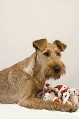 Irish Terrier mit Nikolausteddys