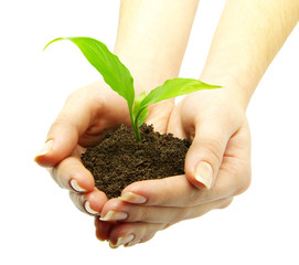 plant in hand