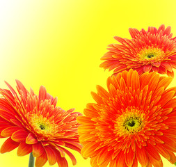 Orange gerbera